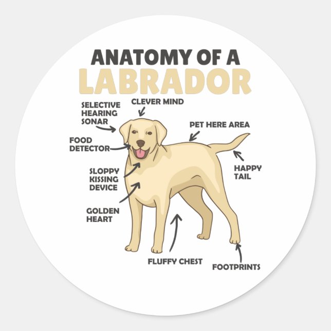 Sticker Rond Anatomie D'Un Chien Doux Du Labrador Retriever (Devant)