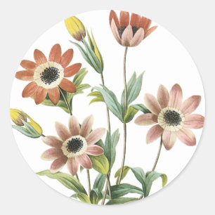 Sticker Rond Anemone Stellata