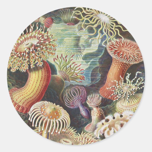Sticker Rond Anémones de mer, Actiniae Seeanemonen Ernst Haecke (Devant)