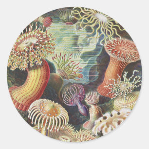 Sticker Rond Anémones de mer, Actiniae Seeanemonen Ernst Haecke