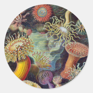 Sticker Rond Anémones de mer sous-marines vintage par Ernst Hae