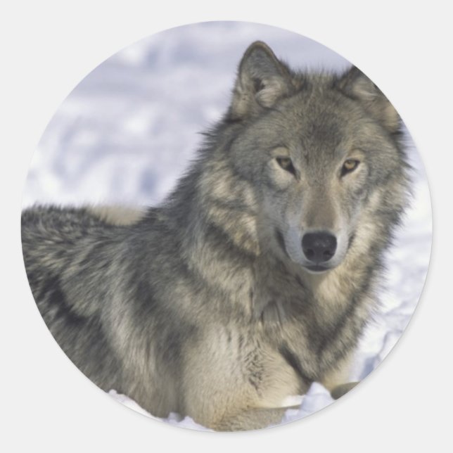 Sticker Rond Animal En Neige (Devant)