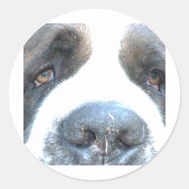 Sticker Rond Animaux (Devant)