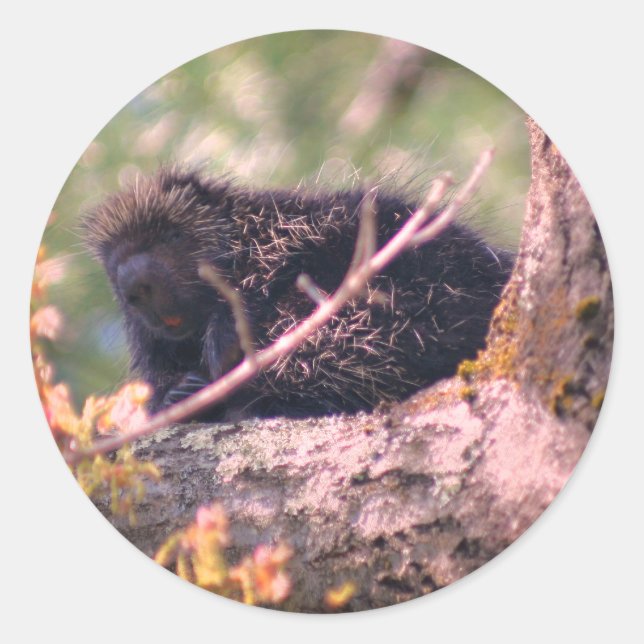 Sticker Rond Animaux de la Porcupine (Devant)
