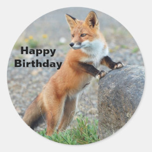 Sticker Rond Anniversaire de la Renard rouge debout