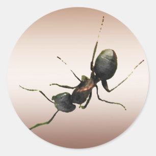 Sticker Rond Ant