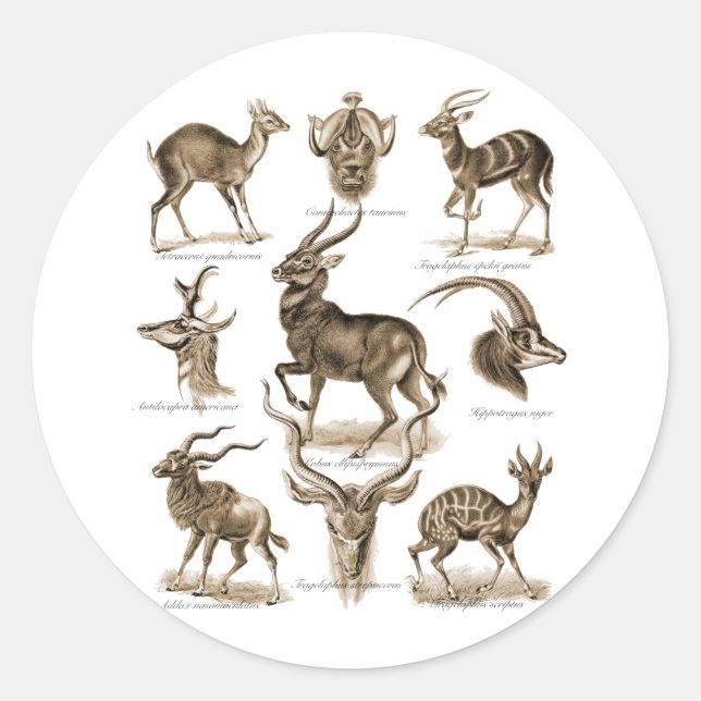 Sticker Rond Antelopes (Devant)