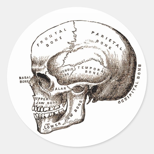 Sticker Rond Antique Anatomie Crâne anatomique (Devant)