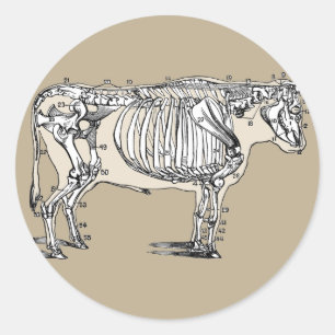 Sticker Rond Antique Cow Skeleton Bones