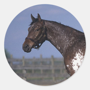 Sticker Rond Appaloosa Cheval debout
