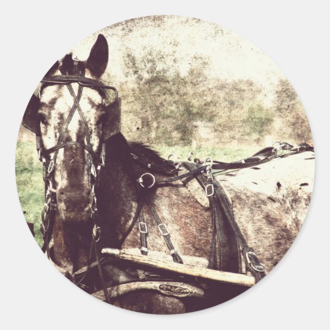 Sticker Rond Appaloosa Horse (Devant)