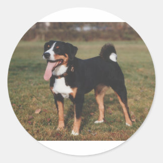 Sticker Rond Appenzeller Sennenhund Chien