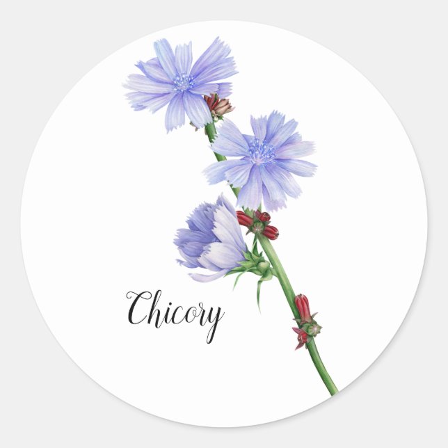 Sticker Rond Aquarelle à fleurs chicorées (Devant)