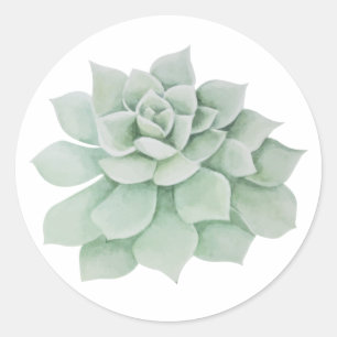 Sticker Rond Aquarelle de Cactus Succulente de l'arôme vert flo