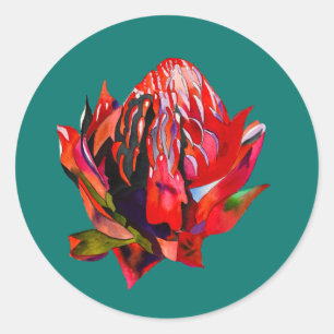 Sticker Rond Aquarelle de fleurs indigènes de Waratah