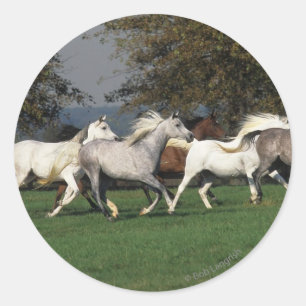 Sticker Rond Arabes en cours d'exécution sur le terrain