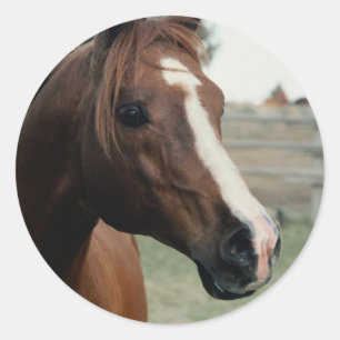 Sticker Rond Arabian au Pasture