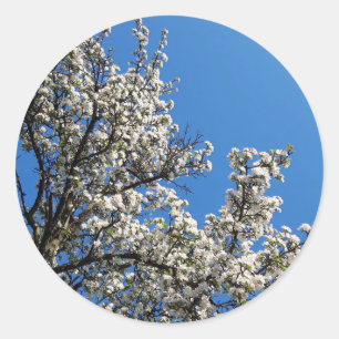 Sticker Rond Arbre à pomme à fleurs printanières