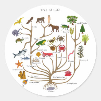 Sticker Rond Arbre De Vie