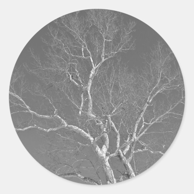 Sticker Rond Arbre Sycamore contre les objets Sky hivernaux (Devant)