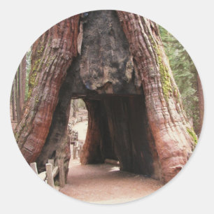 Sticker Rond Arbre Yosemite de tunnel
