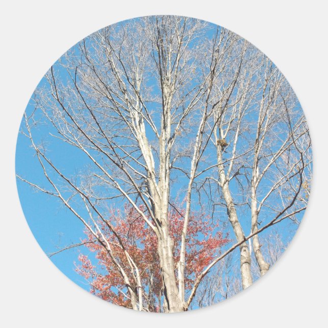 Sticker Rond Arbres arren (Devant)