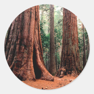 Sticker Rond Arbres Giants Calaveras