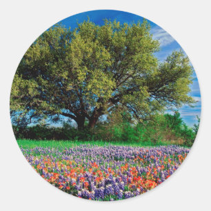 Sticker Rond Arbres Live Oak parmi des Bluebonnets de Texas