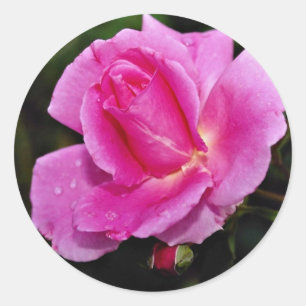Sticker Rond Arbustes de beauté insouciants Rose 'Bucbi' Fleurs