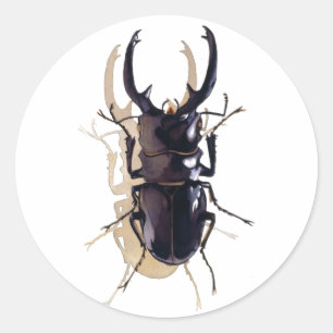Sticker Rond Art d'aquarelle d'insecte "de scarabée de mâle"