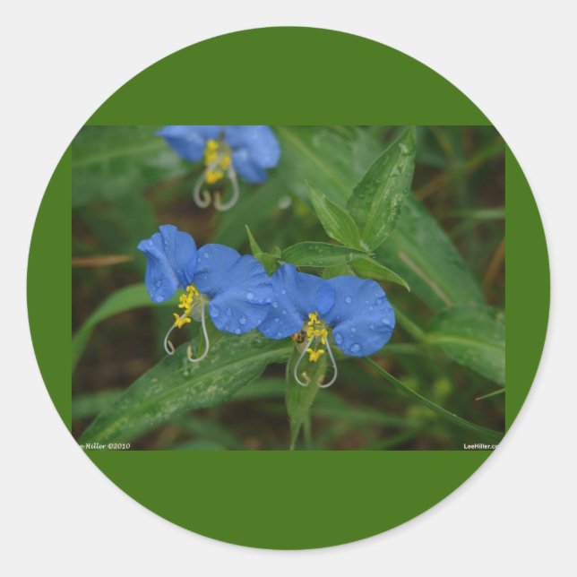 Sticker Rond Asiatique Dayflower Bleu Fleur sauvage Vêtements e (Devant)