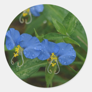 Sticker Rond Asiatique Dayflower Bleu Fleur sauvage Vêtements e