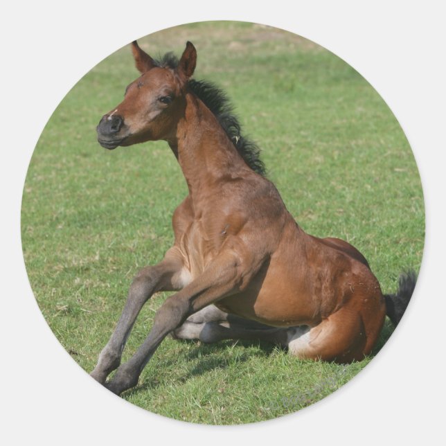 Sticker Rond Asseoir le poulain arabe (Devant)