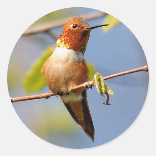 Sticker Rond Assis Joli : Homme roux colibri (Devant)