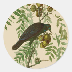 Sticker Rond Audubon American Crow Black Bird