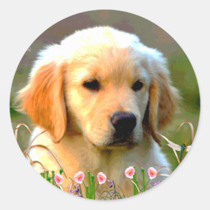 Sticker Rond Austin le Labrador d'or