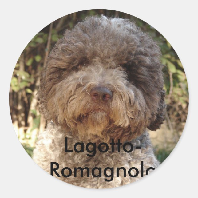 Sticker Rond autocollant, Lagotto-Romagnolo (Devant)