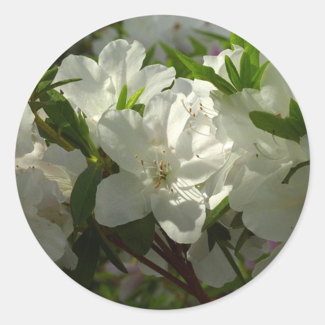 Sticker Rond Azalées Blancs Solaires Belles Fleurs De Printemps (Devant)