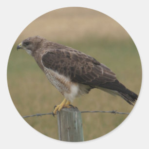 Sticker Rond B10 Swainson's Hawk