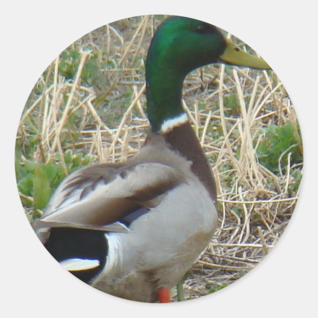 Sticker Rond B12 Mallard Duck (Devant)