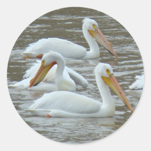 Sticker Rond B16 Pélicans blancs sur la rivière Muddy