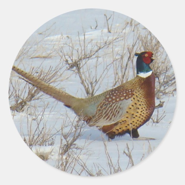 Sticker Rond B22 Pheasant à cou circulaire en neige (Devant)
