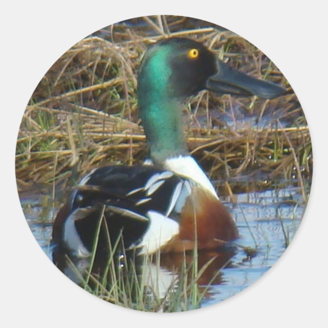 Sticker Rond B26 Drake (Devant)