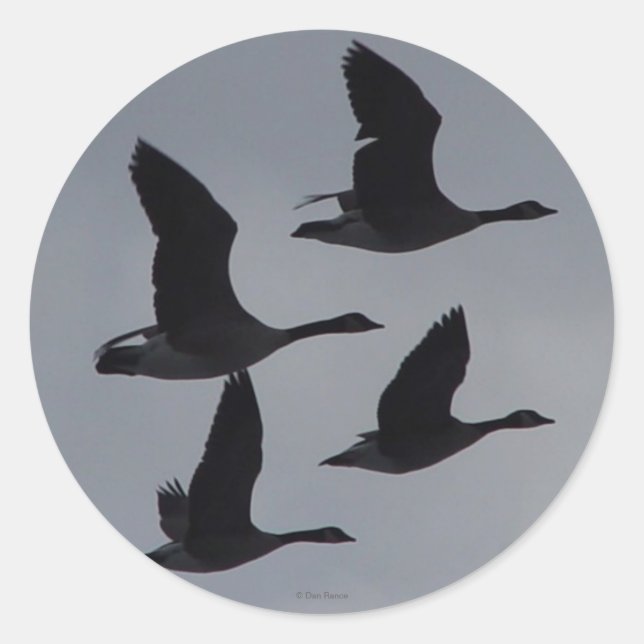 Sticker Rond B46 Oies canadiennes en silhouette de vol (Devant)