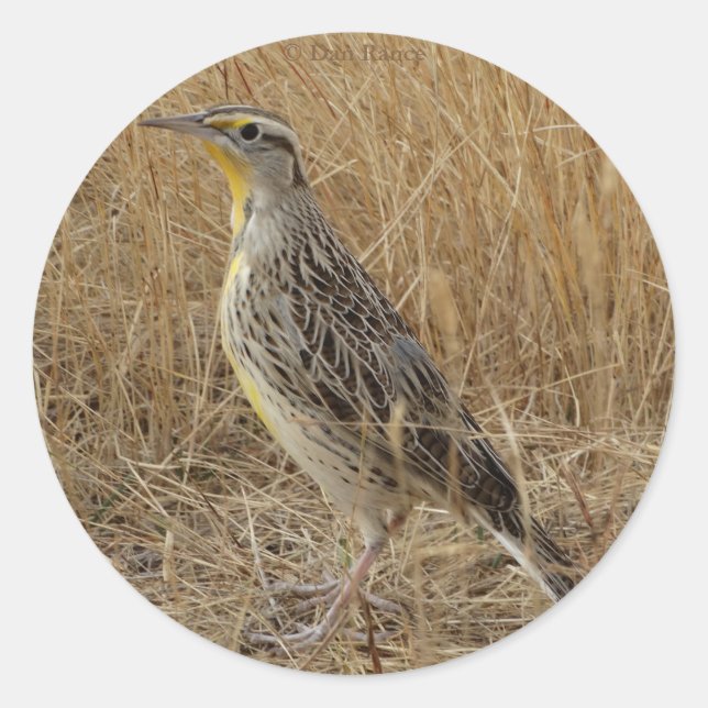 Sticker Rond B57 Meadowlark occidental (Devant)