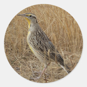 Sticker Rond B57 Meadowlark occidental