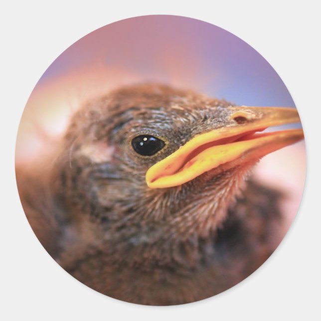 Sticker Rond Baby Bird (Devant)