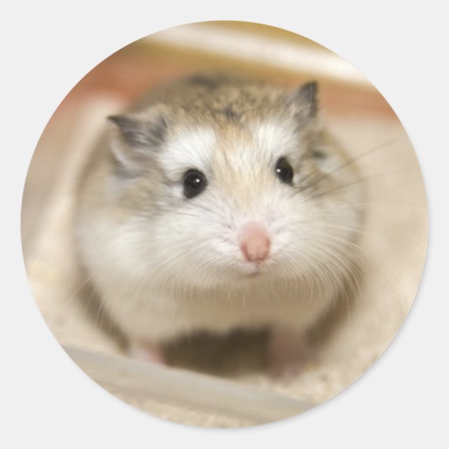 Sticker Rond Baby Hamster Stare (Devant)