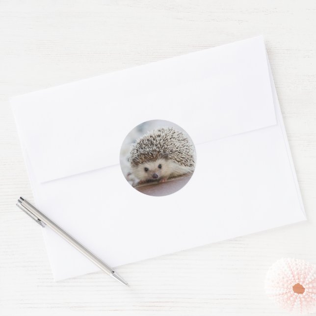 Sticker Rond Baby hedgehog (Enveloppe)