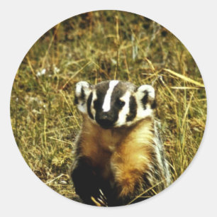 Sticker Rond Badger